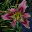Heavenly Afterparty Daylily